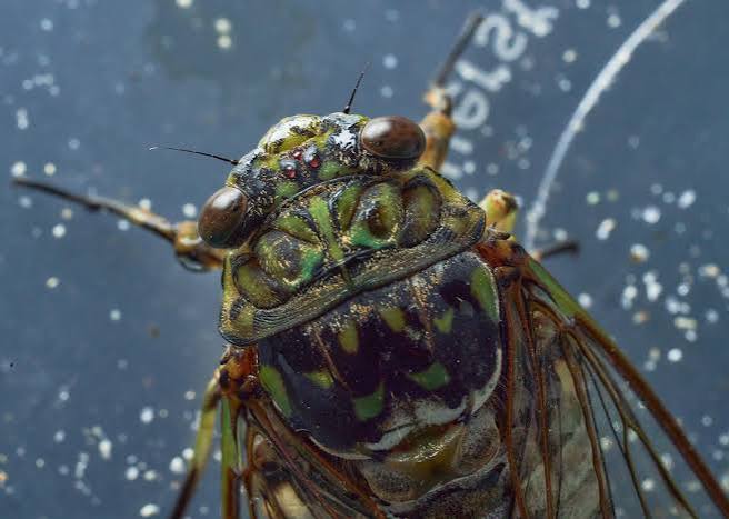 If You've Never Experienced Summer in Korea, You're Not Ready for the Cicadas