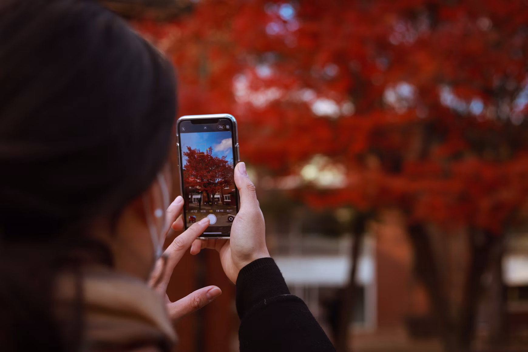 Colorful autumn leaves in Seoul
